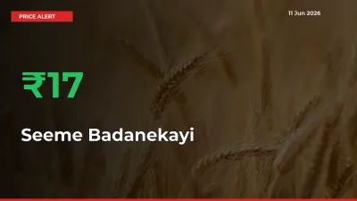 Why Seeme Badanekayi Prices Rose 17.19% in a Day at Mandis