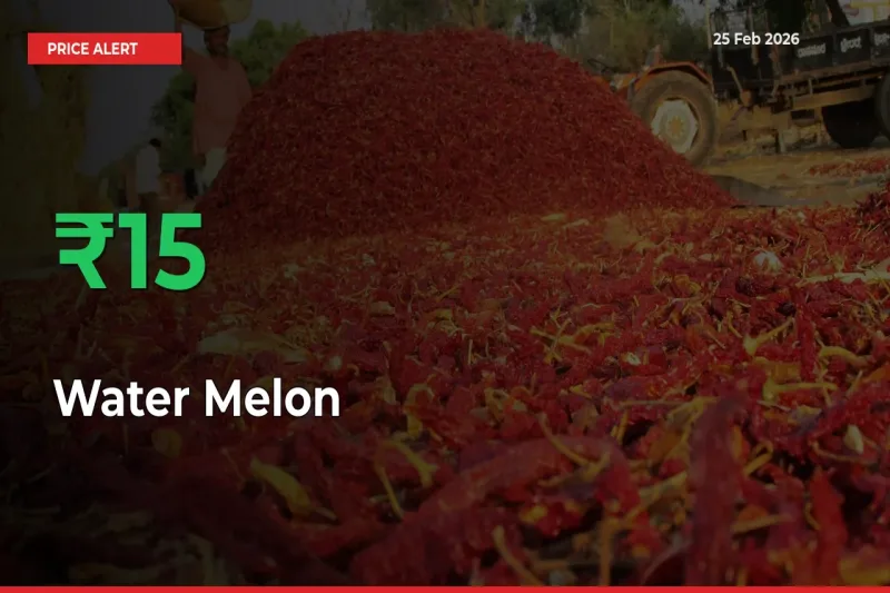 15.49% Spike in Water Melon Prices – Mandi Sees Sudden Rally