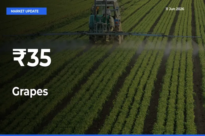 Grapes Shows Strong Mandi Trend – June 11 Market Update