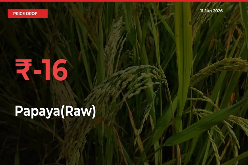 15.86% Drop in Papaya(Raw) Prices – Mandi Sees Sudden Fall