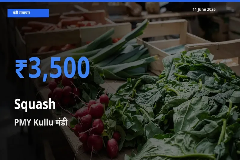 PMY Kullu मंडी में कद्दू (कोहड़ा) ₹3,500 पर पहुँचा – आज का सर्वोच्च भाव