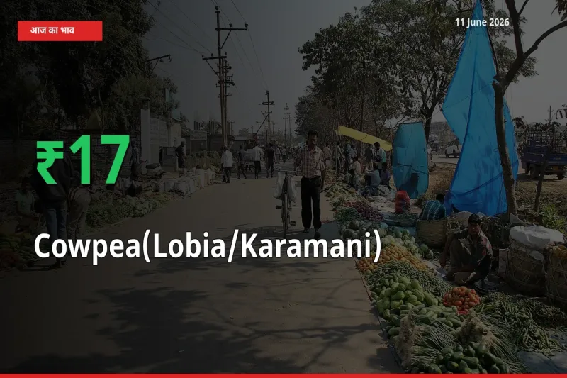 अचानक तेजी! मंडी में लोबिया (करमानी) के दाम 16.53% चढ़े