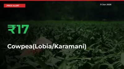 16.53% Spike in Cowpea(Lobia/Karamani) Prices – Mandi Sees Sudden Rally