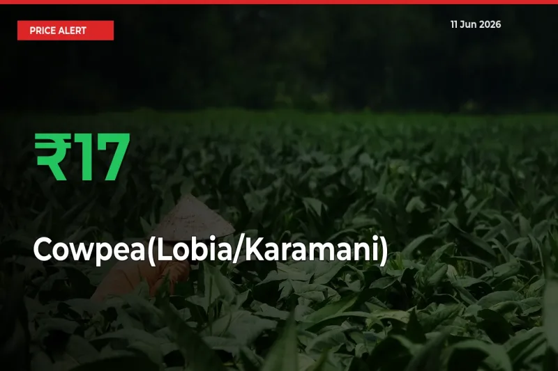 16.53% Spike in Cowpea(Lobia/Karamani) Prices – Mandi Sees Sudden Rally
