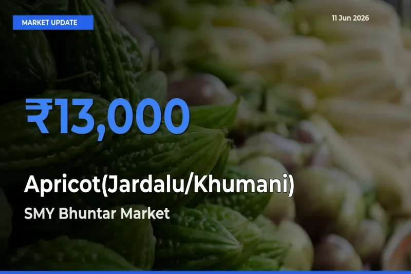 Apricot(Jardalu/Khumani) Mandi Rate Today: SMY Bhuntar Tops the List
