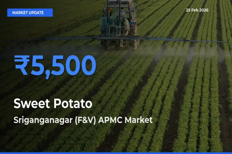 Sriganganagar (F&V) APMC Offers ₹5,500 – Highest Sweet Potato Rate Today