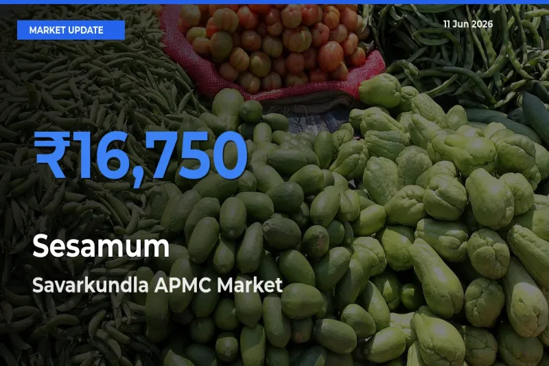 Savarkundla APMC Records Highest ₹16,750 Rate for Sesamum
