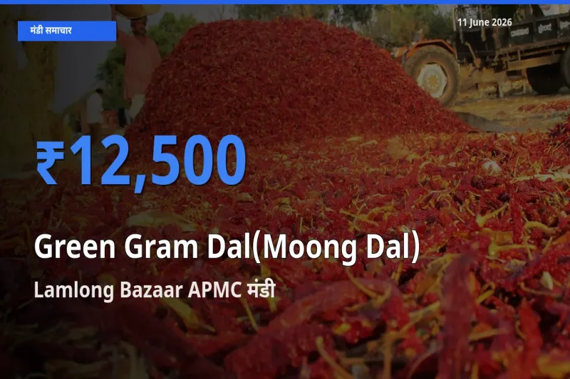 Lamlong Bazaar APMC में मूंग दाल का आज सबसे ऊँचा भाव