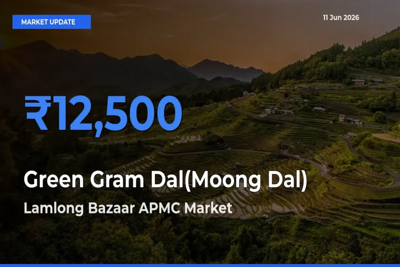 Green Gram Dal(Moong Dal) Mandi Rate Today: Lamlong Bazaar APMC Tops the List