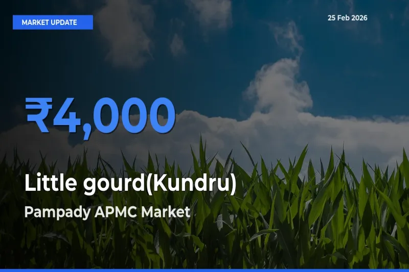 Pampady APMC Tops Little gourd(Kundru) Mandi Rates Today
