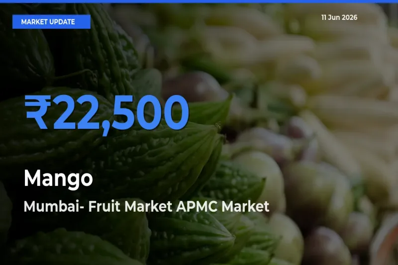 Mumbai- Fruit Market APMC Offers ₹22,500 – Highest Mango Rate Today