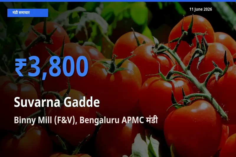 किसानों की पसंद बना Binny Mill (F&V), Bengaluru APMC, सुवर्णा गद्दे(सूरन) के सबसे अच्छे दाम