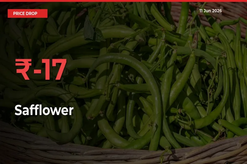 Safflower Mandi Rate Today: Prices Fall 17.2% at Market