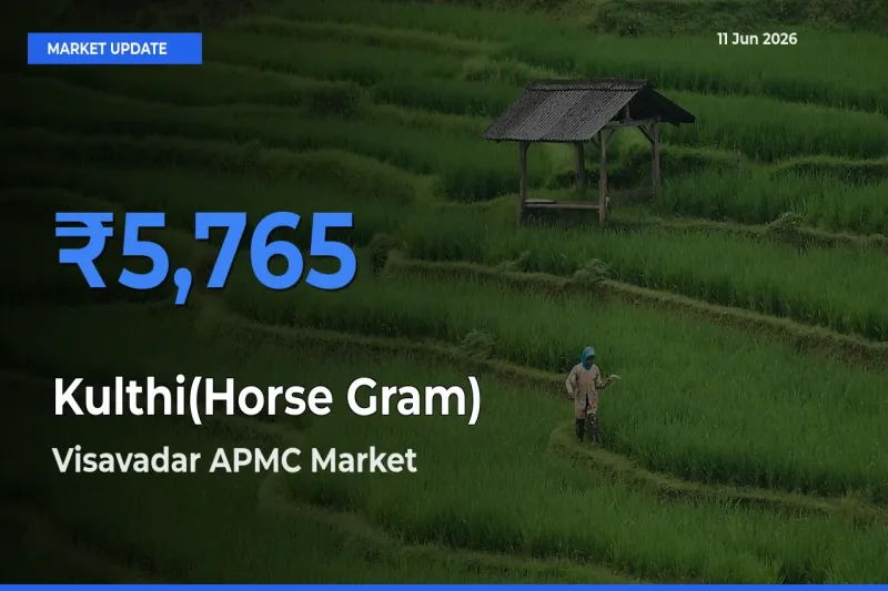 Visavadar APMC Emerges as Top Mandi for Kulthi(Horse Gram) Prices Today
