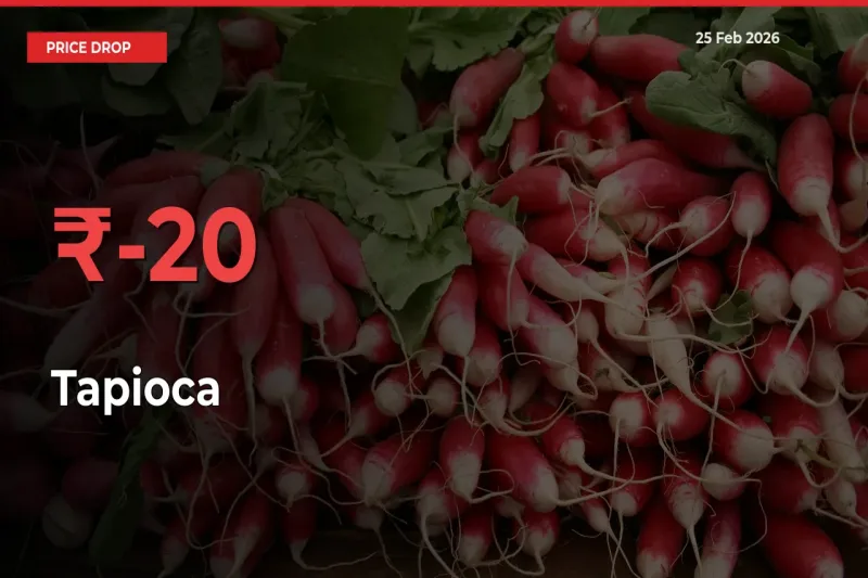 Farmers Alert as Tapioca Prices Slide 20.3% in Local Mandis