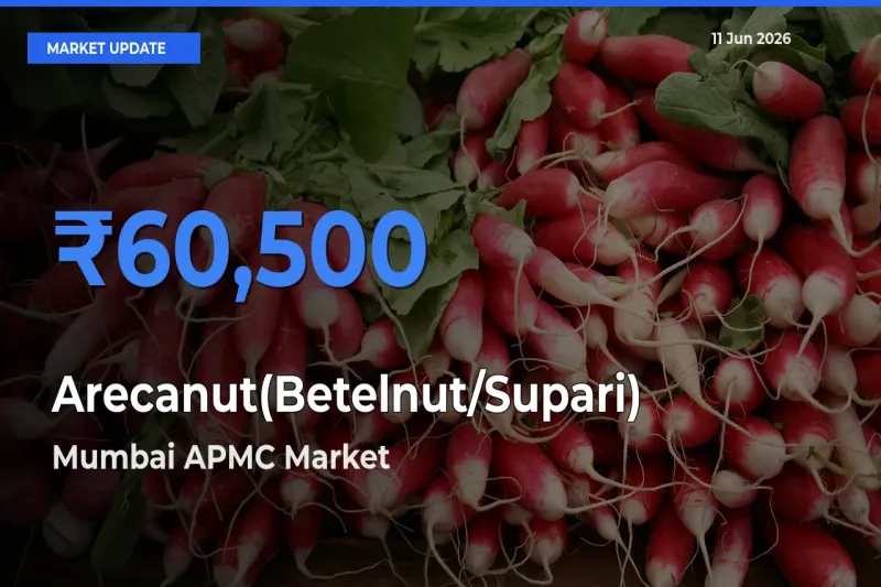 Mumbai APMC Records Highest ₹60,500 Rate for Arecanut(Betelnut/Supari)