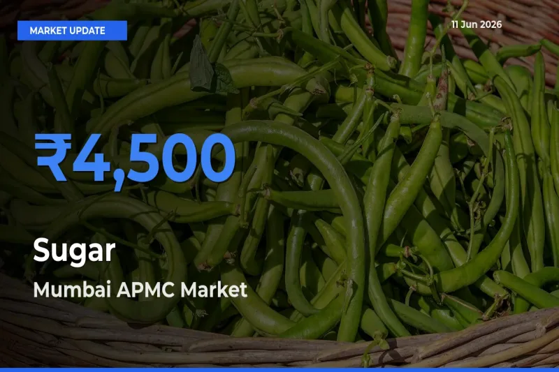 Top Performer! Mumbai APMC Offers Best Sugar Price Today