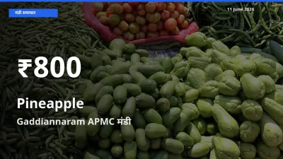 आज का मंडी भाव: Gaddiannaram APMC में अनानास 30 दिन के सबसे कम स्तर पर