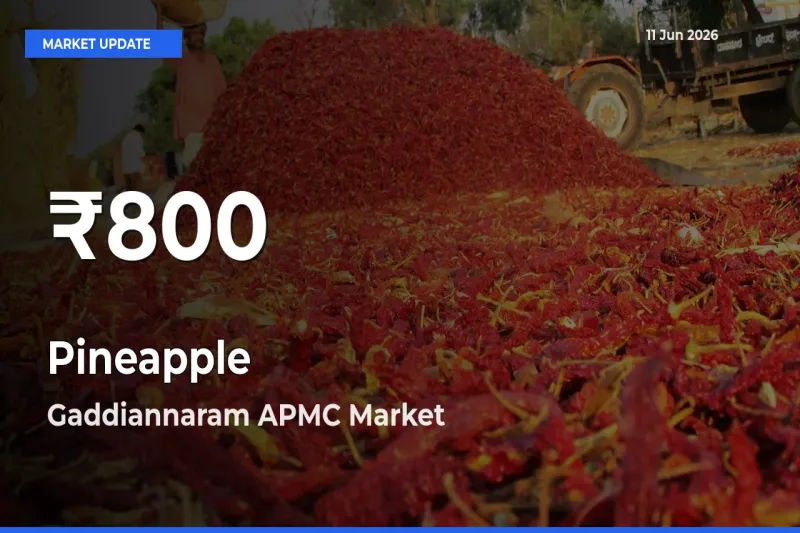 Pineapple Mandi Rate Today: 30-Day Low Recorded in Gaddiannaram APMC