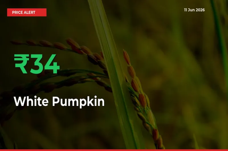 Big Rally! White Pumpkin Climbs 33.64% in 24 Hours at Top Mandis