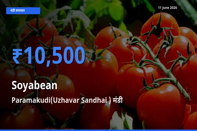 Paramakudi(Uzhavar Sandhai ) मंडी में सोयाबीन ₹10,500 पर पहुँचा – आज का सर्वोच्च भाव