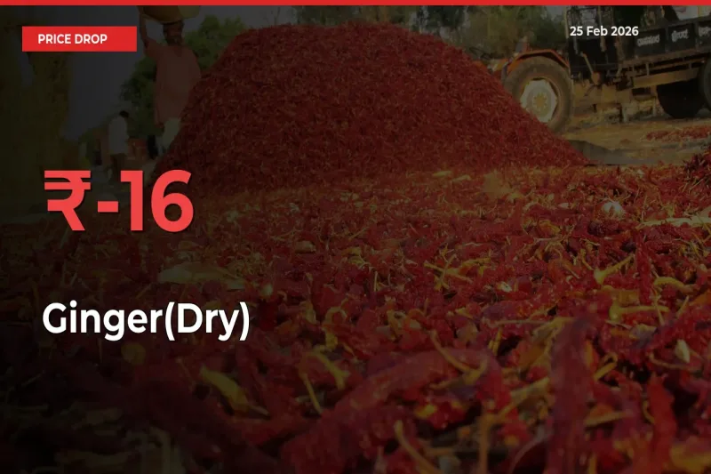 Sharp Fall! Ginger(Dry) Prices Plunge 16.26% in a Day at Key Mandis