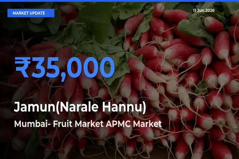 Mumbai- Fruit Market APMC Tops Jamun(Narale Hannu) Mandi Rates Today