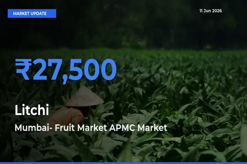 Market Watch: Mumbai- Fruit Market APMC Becomes Top Mandi for Litchi