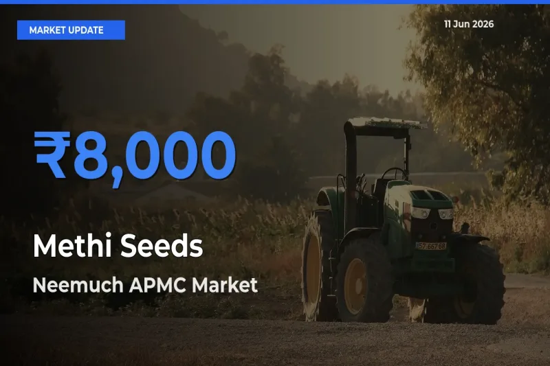 Neemuch APMC Records Highest ₹8,000 Rate for Methi Seeds