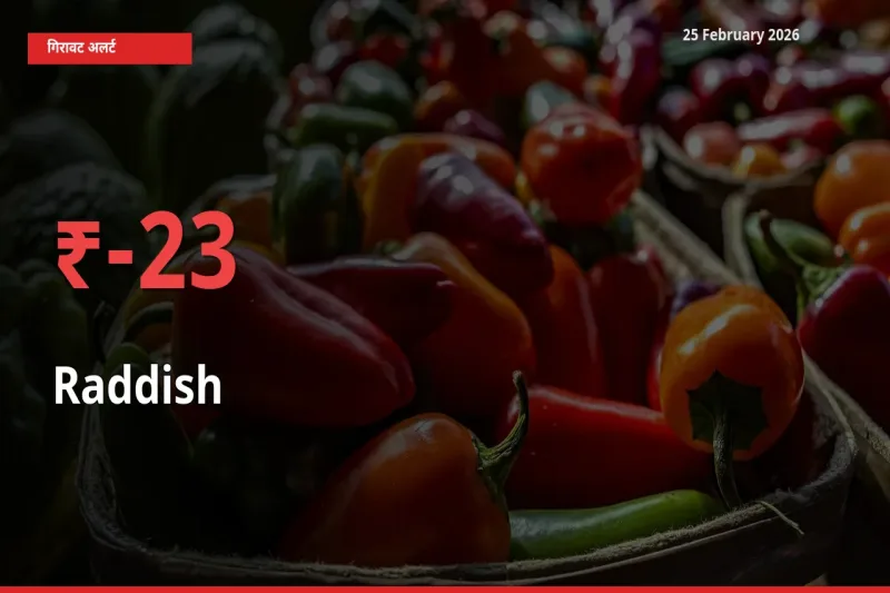 आज का मंडी भाव: Raddish के दाम मंडी में 23.33% नीचे