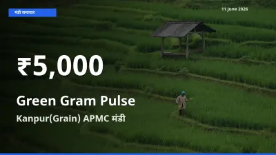 रिकॉर्ड गिरावट नहीं, लेकिन 30 दिन का न्यूनतम! Kanpur(Grain) APMC में मूंग दाल के दाम फिसले