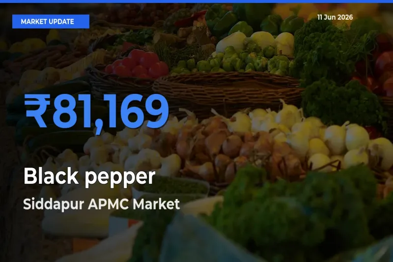 Top Performer! Siddapur APMC Offers Best Black pepper Price Today