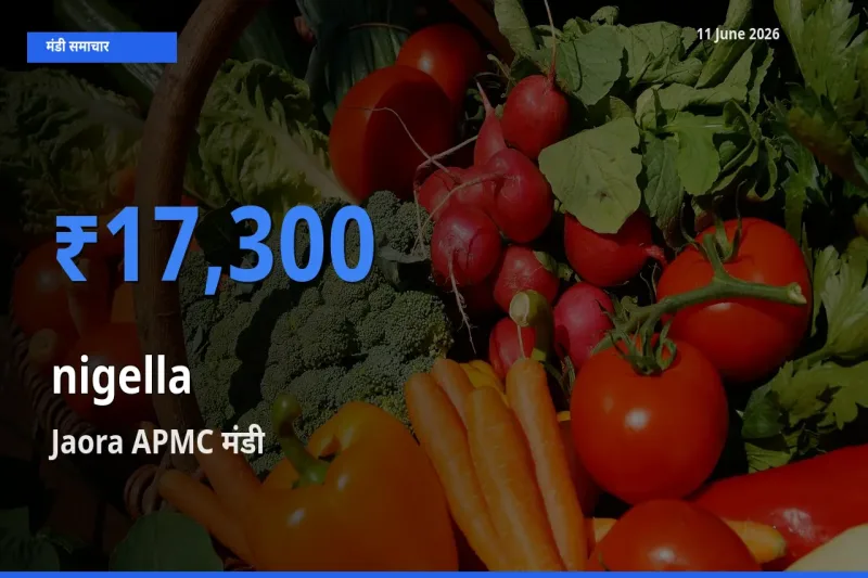 Jaora APMC मंडी में कलौंजी ₹17,300 पर पहुँचा – आज का सर्वोच्च भाव