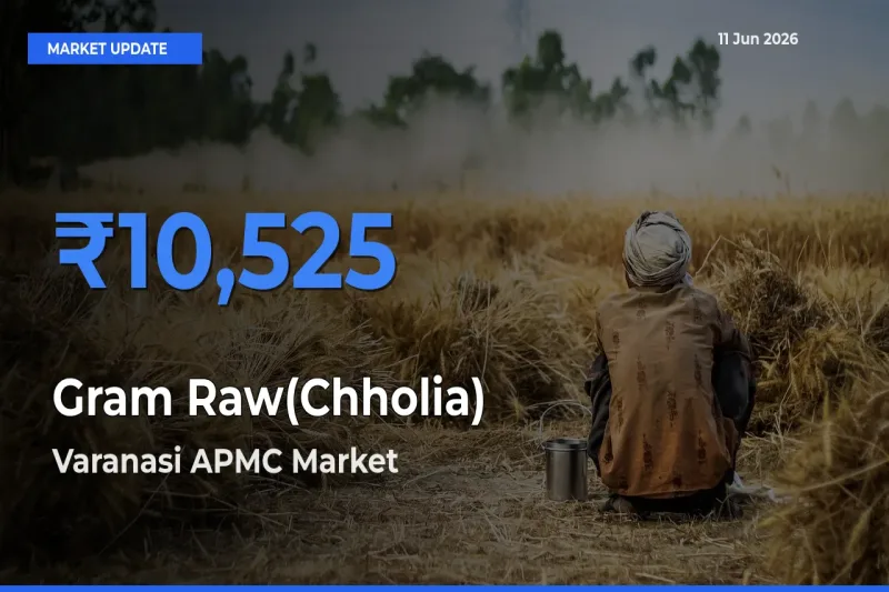 Varanasi APMC Tops Gram Raw(Chholia) Rates – June 11 Market Update