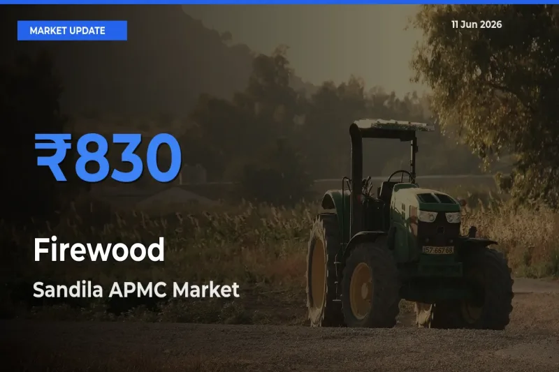 Market Watch: Sandila APMC Becomes Top Mandi for Firewood