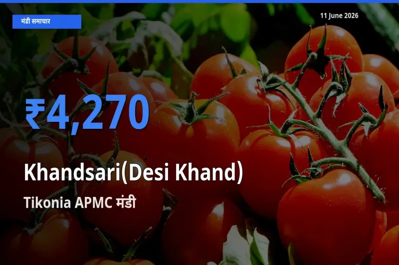 किसानों की पसंद बना Tikonia APMC, देसी खांड के सबसे अच्छे दाम