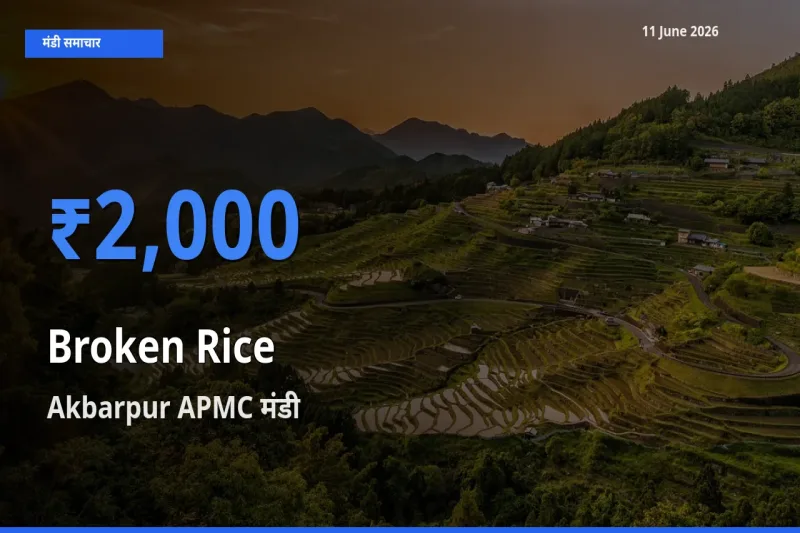 आज टूटा चावल के सबसे ऊँचे दाम ₹2,000 Akbarpur APMC मंडी में