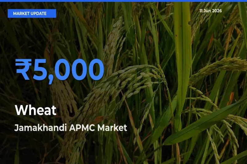 Market Watch: Jamakhandi APMC Becomes Top Mandi for Wheat