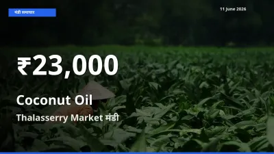 11 June अपडेट: नारियल का तेल के दाम 30 दिन के न्यूनतम स्तर पर, Thalasserry Market