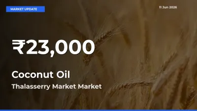 Coconut Oil Hits 30-Day Low in Thalasserry Market
