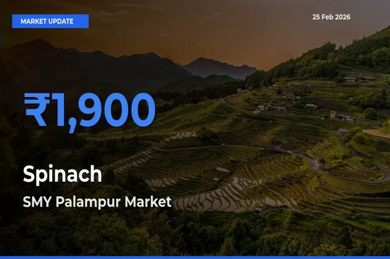 Top Performer! SMY Palampur Offers Best Spinach Price Today