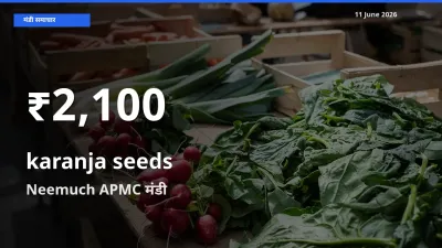 Neemuch APMC में करंज के बीज के दाम 30 दिन के न्यूनतम स्तर पर, आज का मंडी भाव देखें