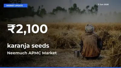 karanja seeds Mandi Rate Today: 30-Day Low Recorded in Neemuch APMC
