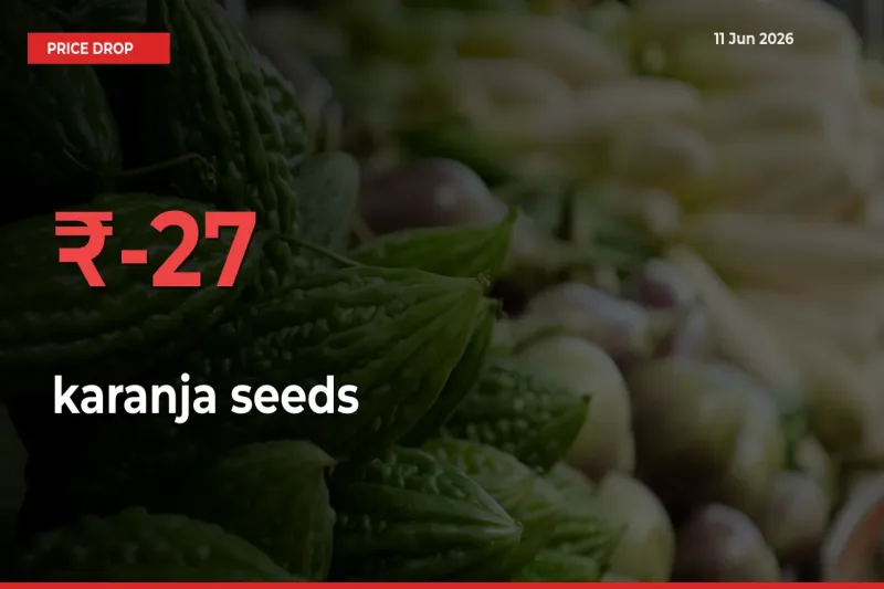 Sharp Fall! karanja seeds Prices Plunge 27.34% in a Day at Key Mandis