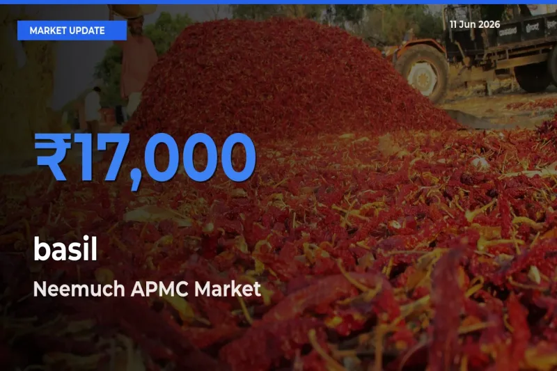 Market Watch: Neemuch APMC Becomes Top Mandi for basil