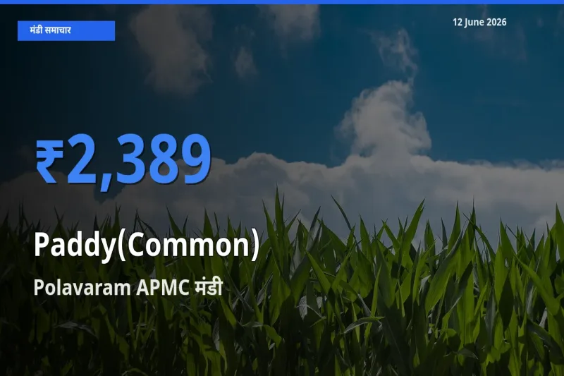 Polavaram APMC मंडी में आज धान (सामान्य) के सबसे ऊँचे दाम दर्ज