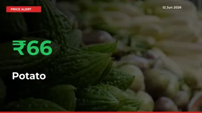 Sharp Jump! Potato Prices Climb 66.19% in 24 Hours at Key Mandis