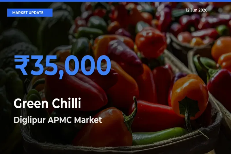 Farmers Prefer Diglipur APMC as Green Chilli Hits Highest Rate