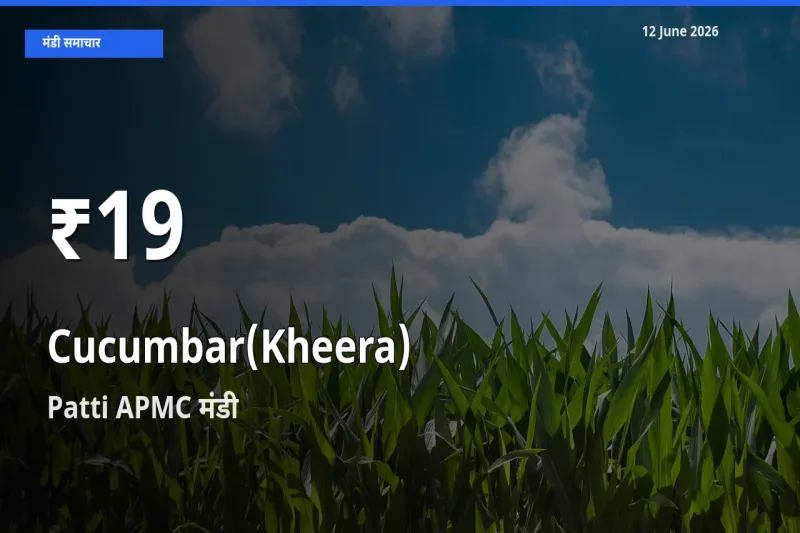 किसानों के लिए चिंता का विषय? खीरा के दाम Patti APMC में 30 दिन के न्यूनतम स्तर पर
