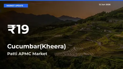 Sharp Fall! Cucumbar(Kheera) Prices Drop to 30-Day Low in Patti APMC